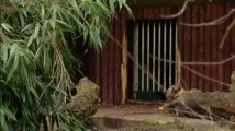 Un ours à lunettes est né au Zoo d'Anvers