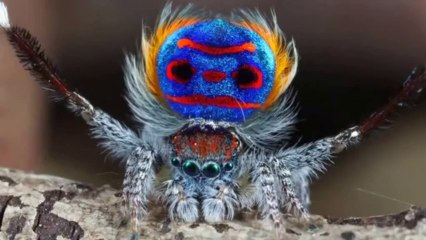 Stunning Dance of the Peacock Spider HD