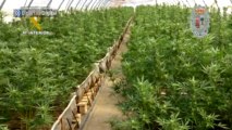 La mayor plantación de marihuana de España