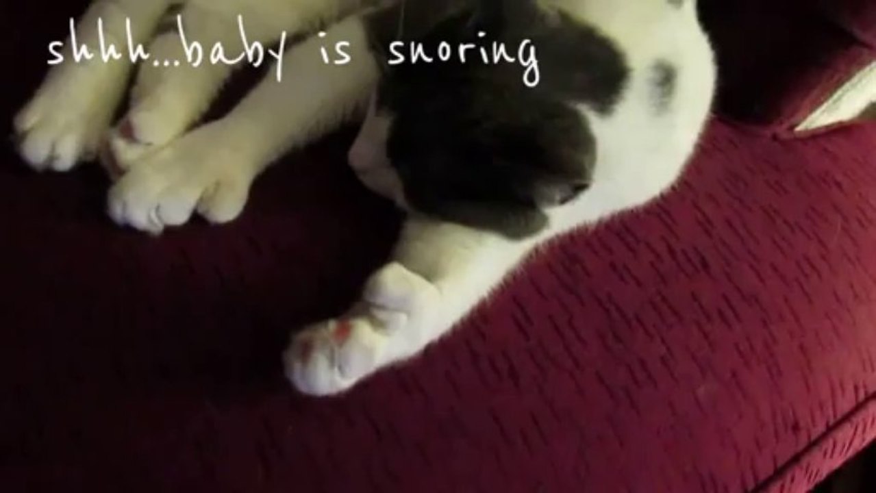 See Why He's Called Paws