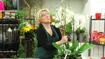 Composition d'Orchidées blanches avec Aquarelle