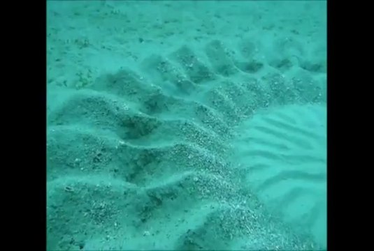 Une Oeuvre d'art faite par un poisson au fond de la mer. Impressionnant!!