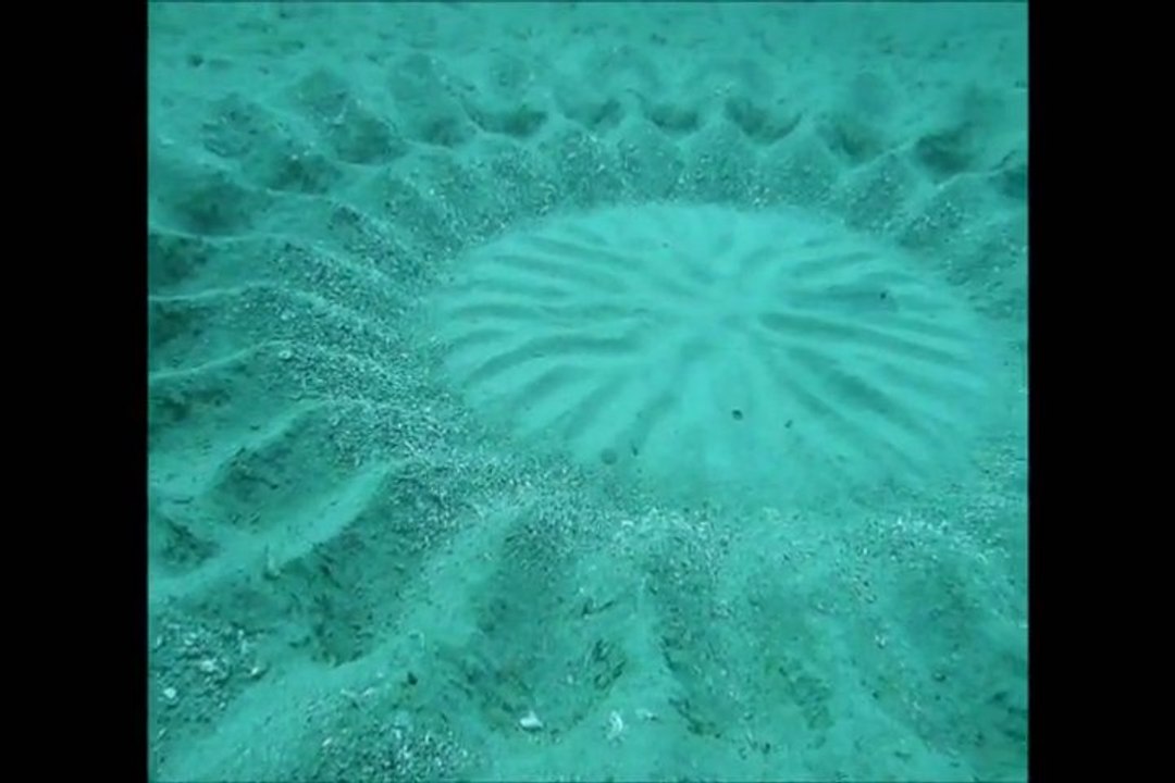 Fish Create Sand Art On Ocean Floor