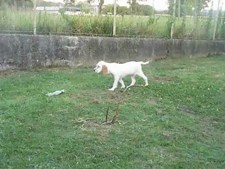 Vidéo Happy du pic de la gentiane (3 mois)