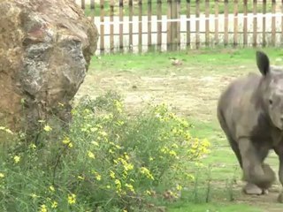 Newborn white rhino delights French crowd