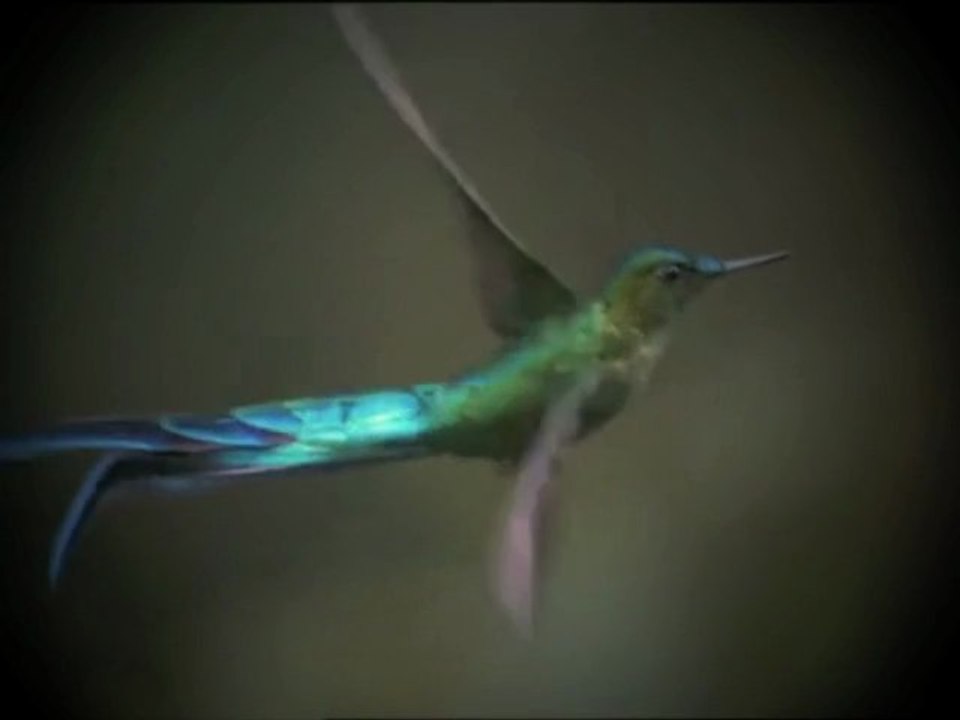 Mehdi Instrumental - mix Colibris Vidéo