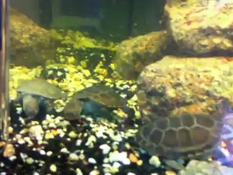 Pelomedusa subrufa qui mange des vers de vase rouge