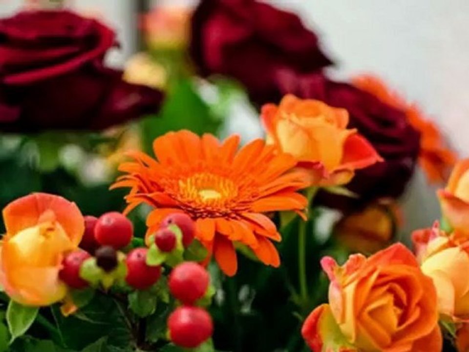 Herbi - Photographies 2012