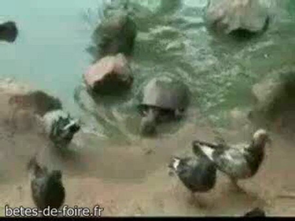 Une tortue qui mange un oiseau