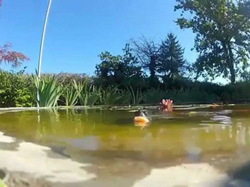 Attaque d'une tortue