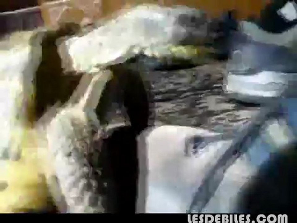 Tortue essaye de forniquer avec une chaussure