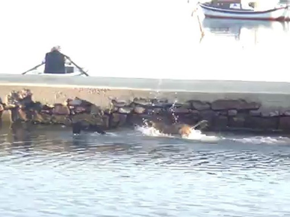 Köpek Eğlencesi. (Mustafa Dinç)