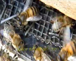varroa düşürmeye çalışan işçi arı