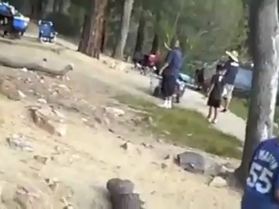 Bear steals ipad