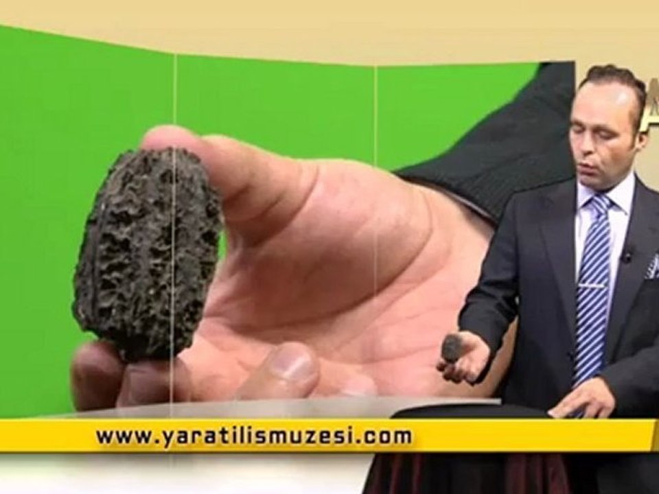 Evrim Geçirmeyen Cevizler