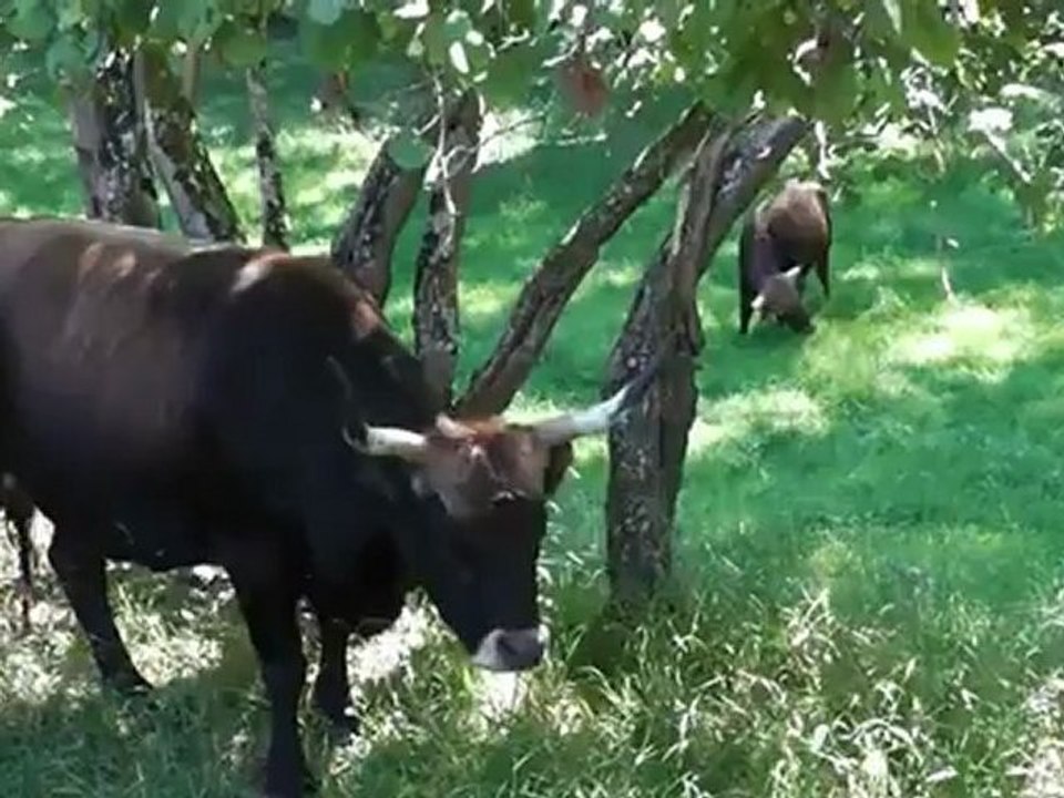 Stage de langue ABCzaam (néerlandais - français - anglais)
