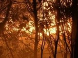 Huge forest fires hit Turkey-Syria border