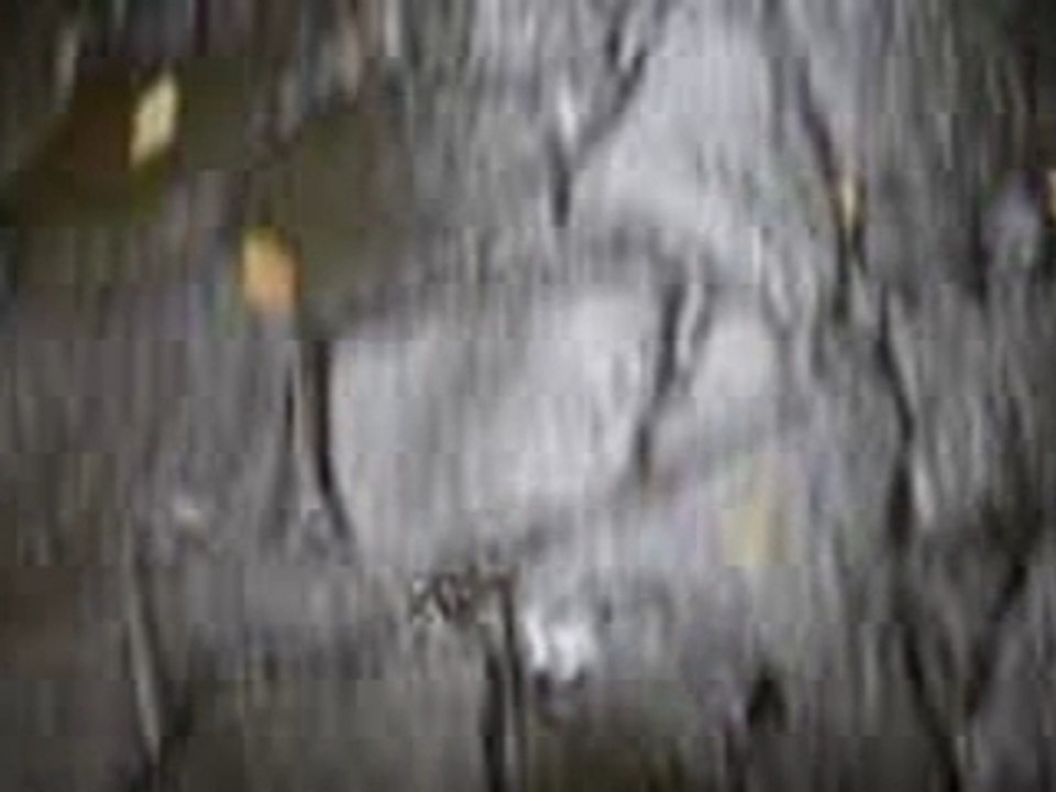 Les Chutes du Carbet...