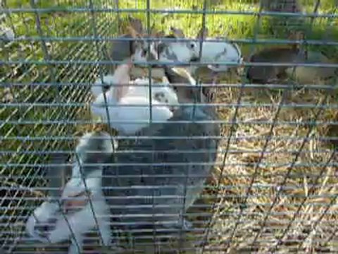 Fête des vendanges Chartres 2012 - Animaux de la ferme 1