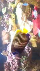 Angelfish Aquarium