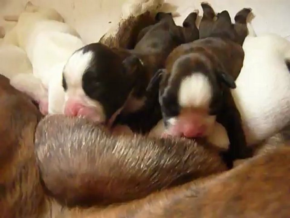 Chiots Eva à 4 jours 1