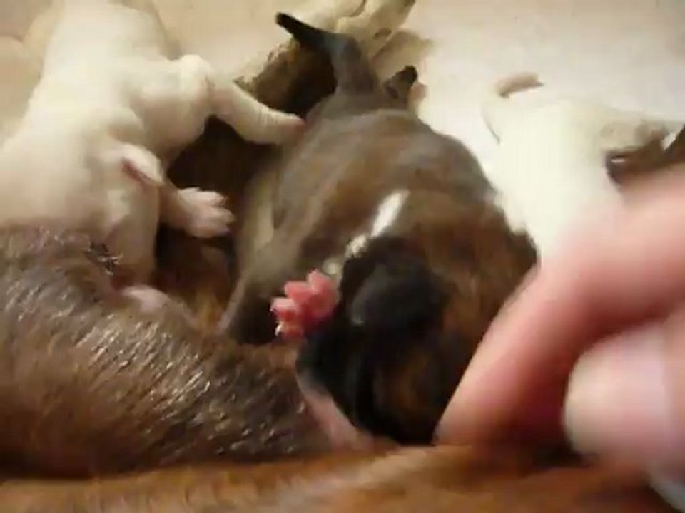 Chiots Eva à 4 jours 2