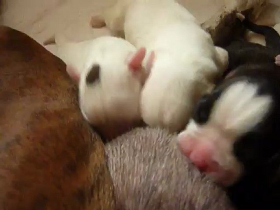 Chiots Eva à 4 jours 3