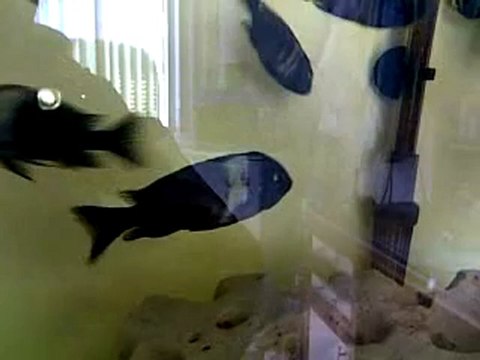 Tropheus Duboisi Maswa 1