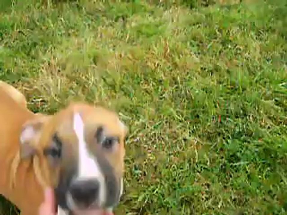vidéo du 30.09.12 des 2 mâles ...