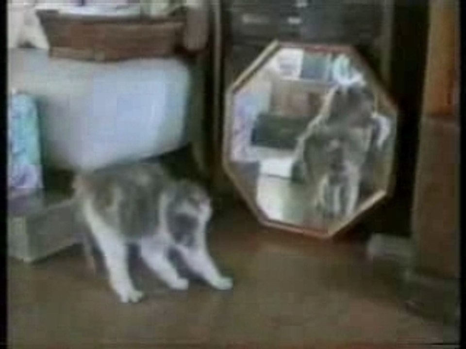 Chats droles