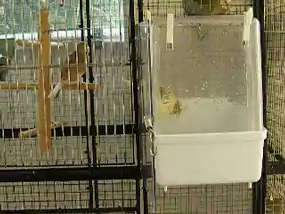 le bain des canaris