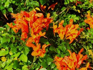 Engin Akyurek birthday coming soon