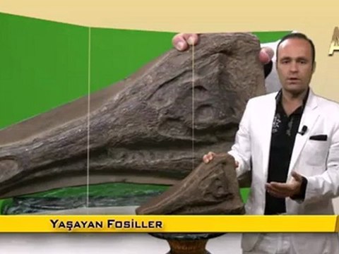 Fosil filmler-Timsah