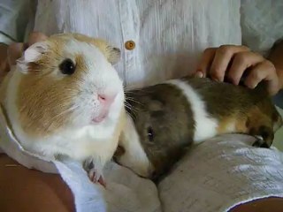Guinea Pig Happy Sounds
