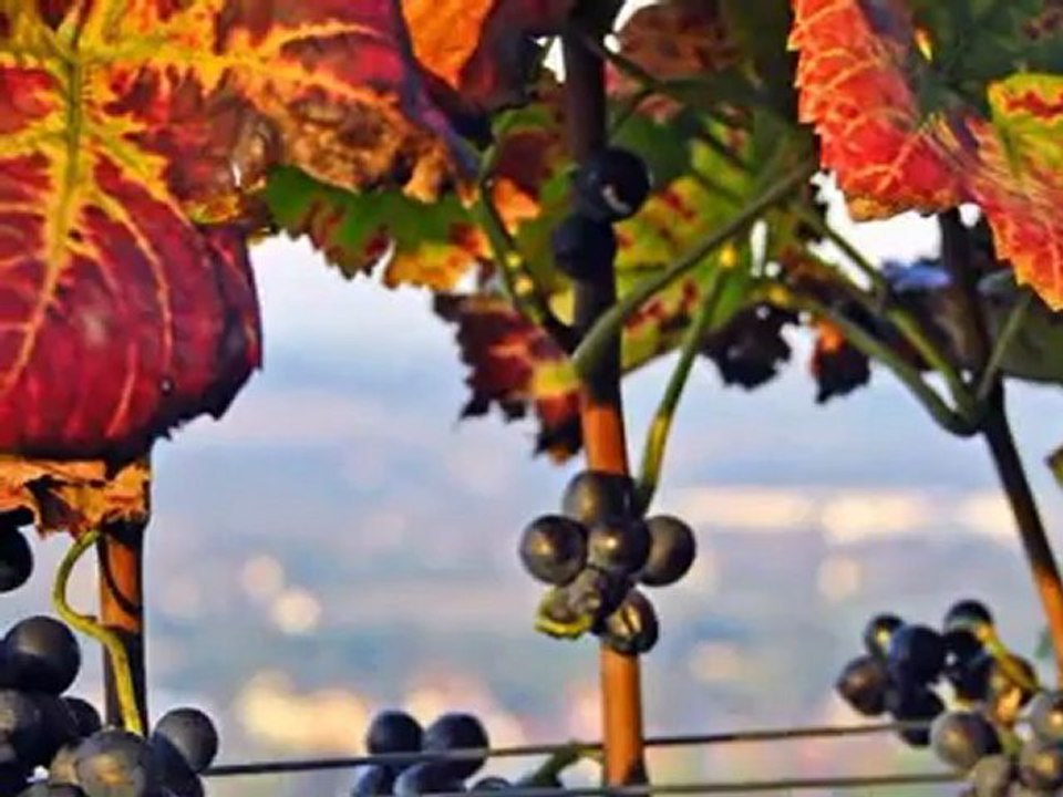 Voyage Nicolas De Angelis