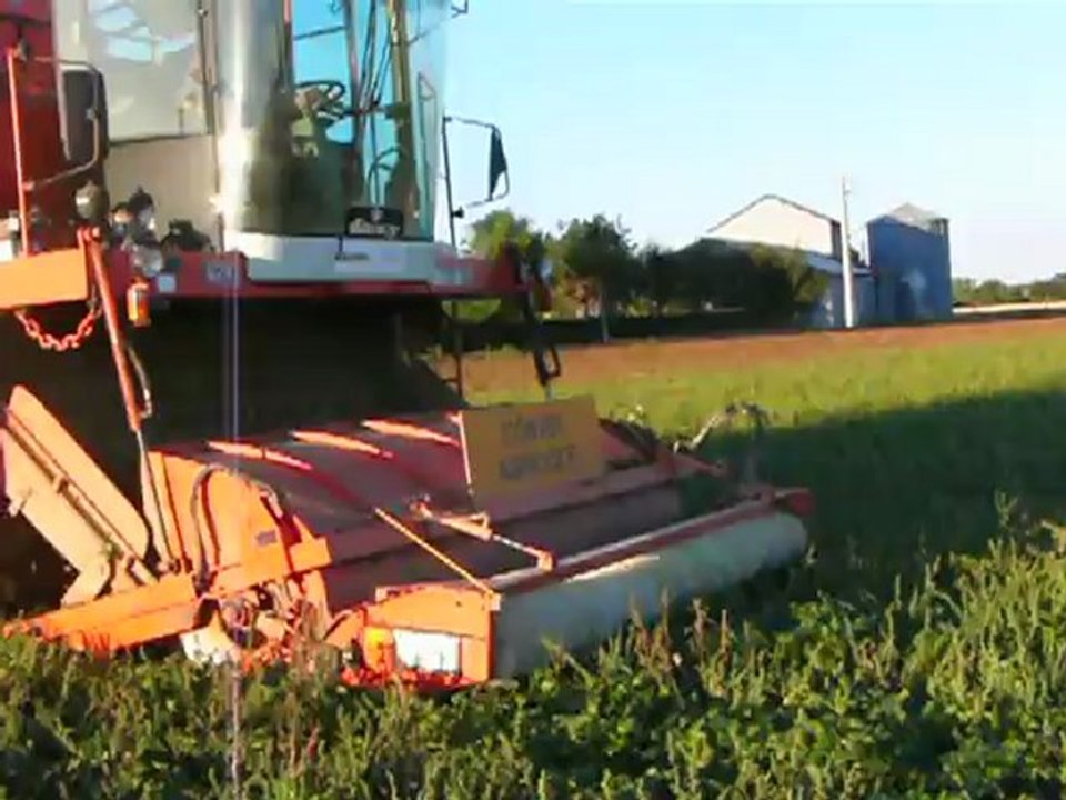 RAMASSAGE ET RECOLTE DE HARICOTS VERT CHEZ DIDIER LEPRETRE A SENNECAY 18340