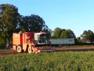RECOLTE DE HARICOTS VERT DANS LE CHER 18340