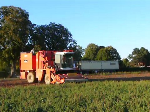 RECOLTE DE HARICOTS VERT DANS LE CHER 18340