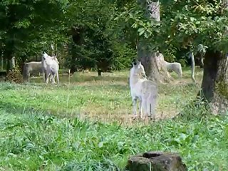 Hurlements de loups blancs