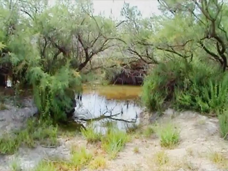 Eternelle Nature : Denis Staquet