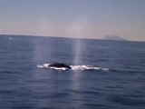 San Diego Boat Tours - Whale Watching - Sept, 2012