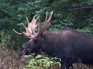 L'orignal au parc de Gaspé