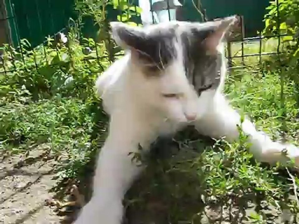Sacha
