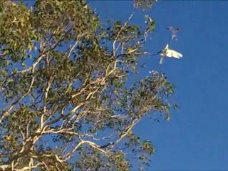 Chant des oiseaux - Réveil en musique