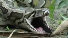 Python eats Alligator 02, Time Lapse Speed x6
