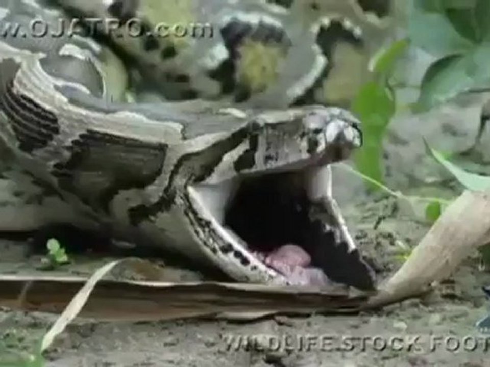 Python eats Alligator 02, Time Lapse Speed x6