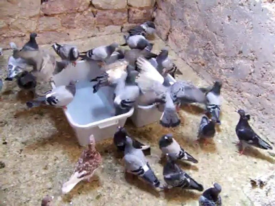 le bain des pigeons