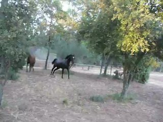 Kartacus , arabe barbe et  son pote Tucker , criollo, nos chevaux pieds nus heureux