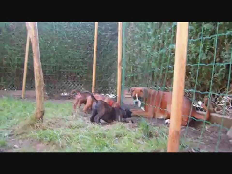 Les Bibous à 6 semaines, 2012-09-30 (CHEYENNE de SAINT QUINIS X UCELLO du DOLON / Portée des "H" 2012)