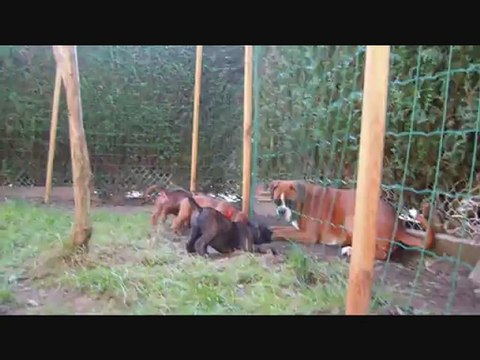 Les Bibous à 6 semaines, 2012-09-30 (CHEYENNE de SAINT QUINIS X UCELLO du DOLON / Portée des H 2012)